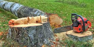 How Our Tree Care Process Works  in  Selmer, TN