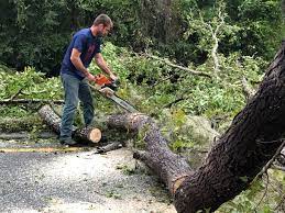 Best Storm Damage Tree Cleanup  in Selmer, TN